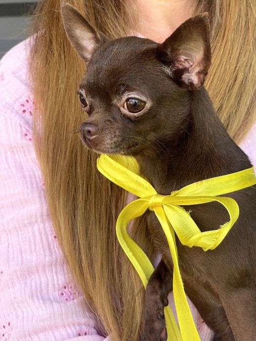 VIP Чіхуахуа шоколадна модниця