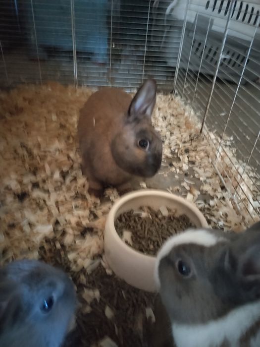Doa se coelhos meigos