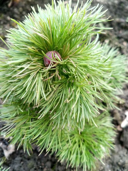 Піон тонколистий