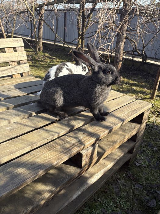 Продаються молоді самички та самчики