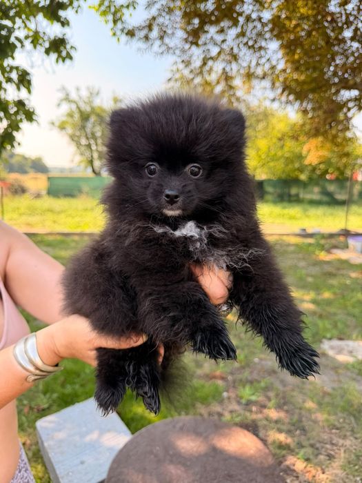 Szpic miniaturowy pomeranian kolor czarny i biały