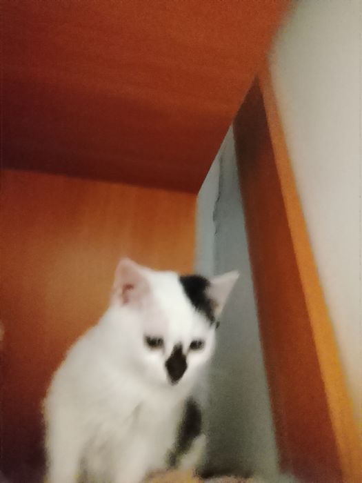 Продам или отдам котят