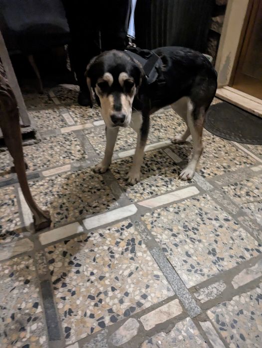 Cachorra jovem para adoção responsável