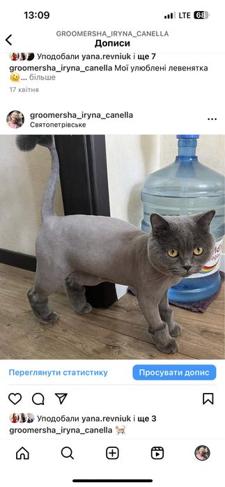 Святопетрівське Стрижка, грумінг котика,на виїзд,тиха машинка