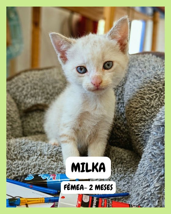 Gatinhos para adoção