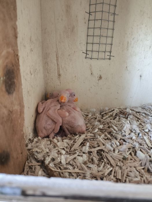 Cedo 30 ring necks para criar a mão