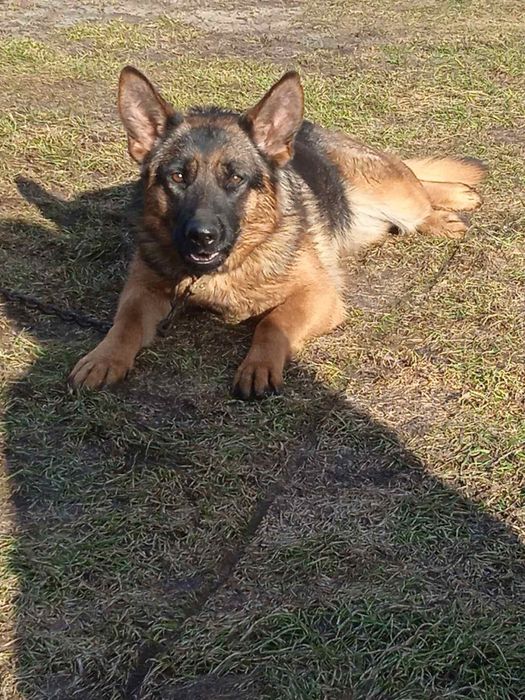 Німецька вівчарка