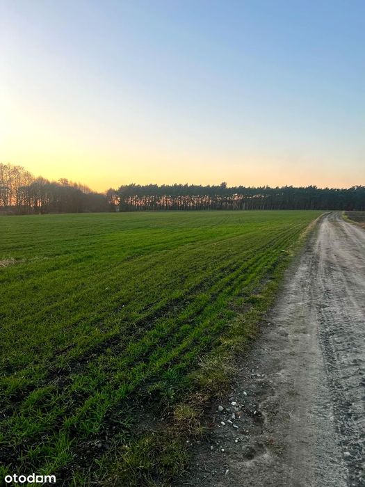 Działki budowlane Zakrzewice/Gogolewo