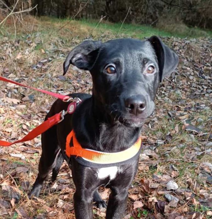 Uratowany G O N Z nadal bez SWOKEGO człowieka!