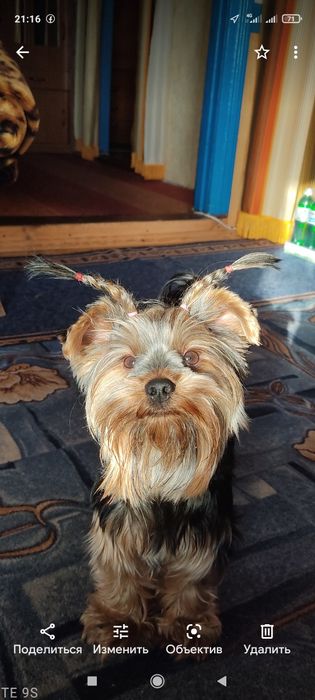 Вязка , случка Йорка