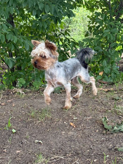Yorkshire Terrier ZKWP - FCI przepiękny piesek - York