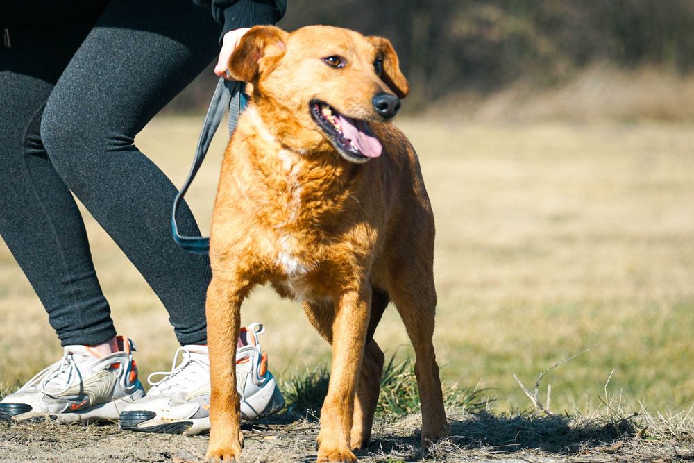 Rudik - śliczny niewielki pies