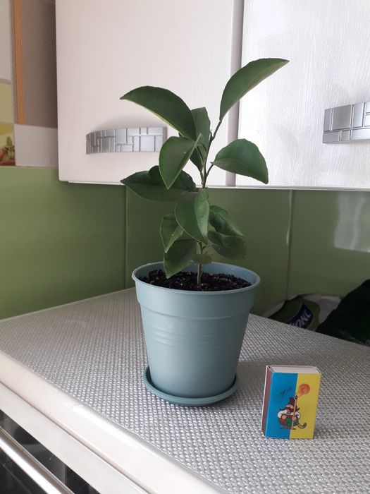 Цветы для дома и для офиса.