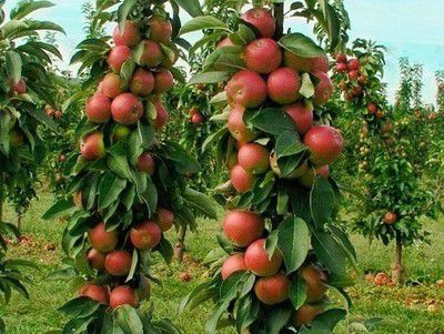 Bio Obornik granulowany certyfikat IUNG