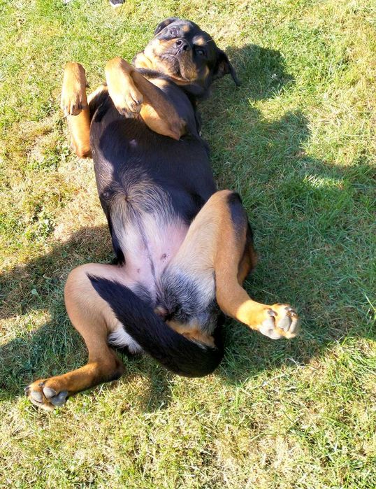 Viva - młoda wspaniała suka rottweiler do adopcji
