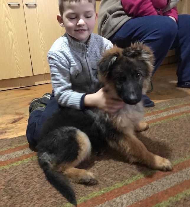 Німецькі вівчарки .