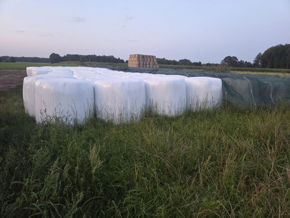 Sianokiszonka z lucerny 130cm