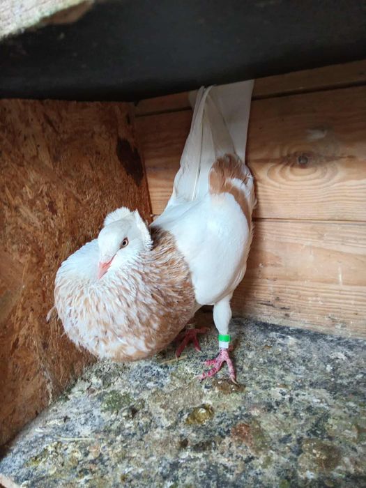 Gołębie garłacz Górnośląski