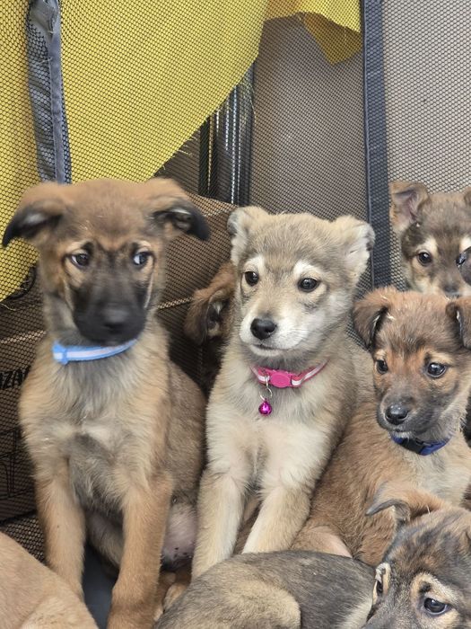 Чарівне цуценя дівчинка шукає родину