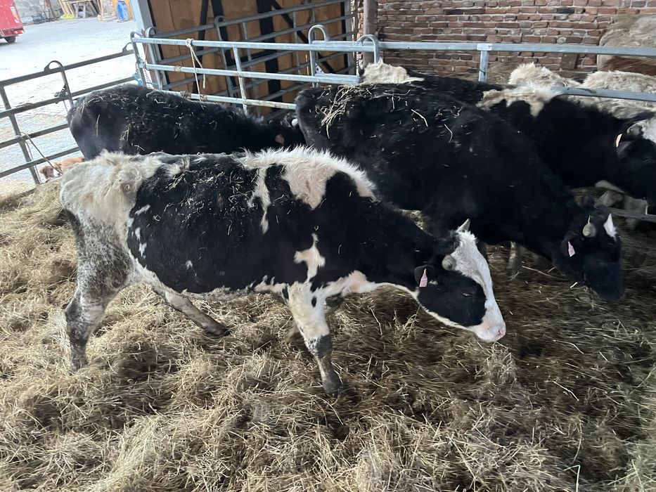 Byki holsztyńsko-fryzyjskie