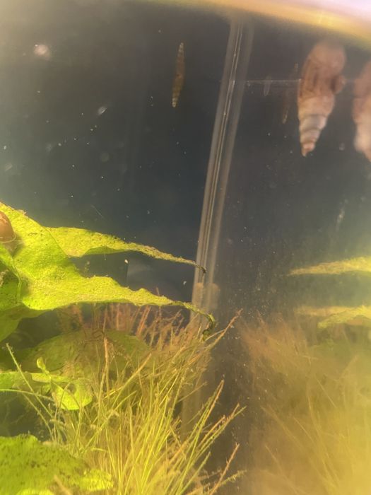 Sprzeda ślimaki  do czyszczenia akwarium