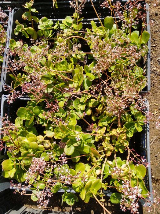 Plantas Crassula multicava