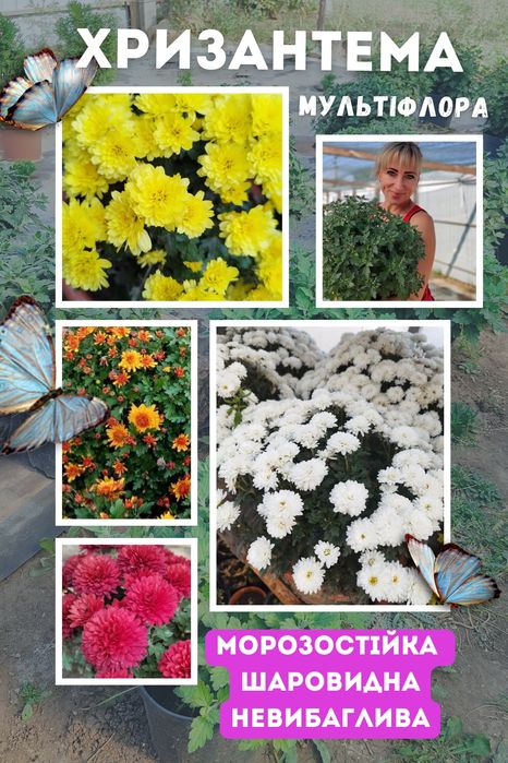 Хризантема мультифлора
