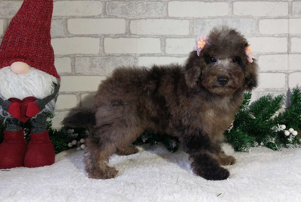 мраморная (Мерле) Девочка пудель