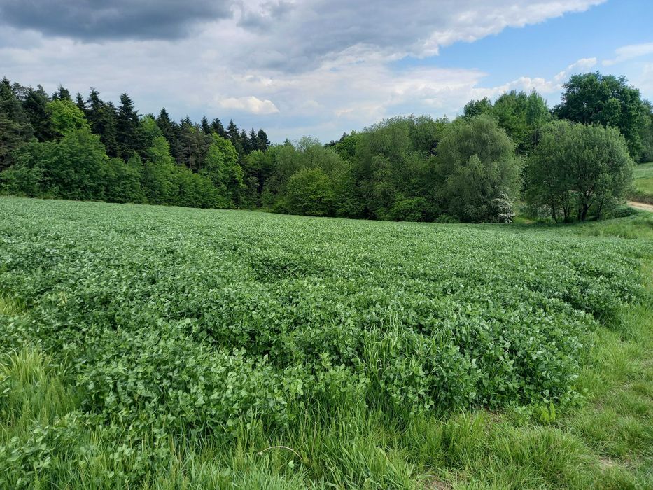 Bele, baloty sianokiszonka z koniczyny oraz traw