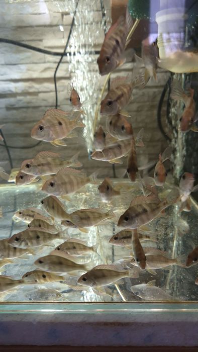 Ziemiojady Red Head Tapajós