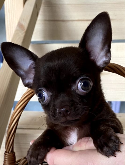 Чіхуахуа гарні гени