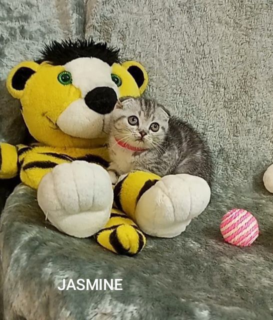 Котята : Славные ребята , наши мраморята .