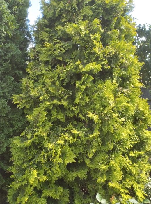 Продам тую Голден Брабант