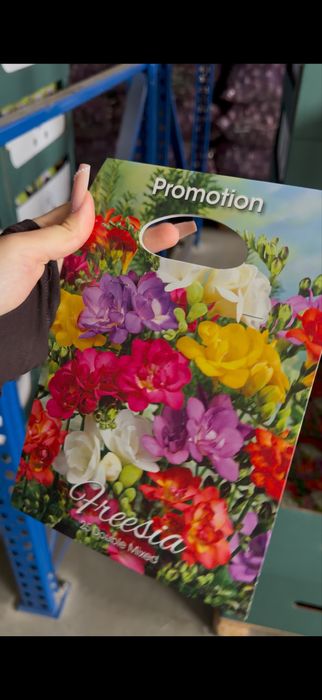 Цибулини квітів оптом