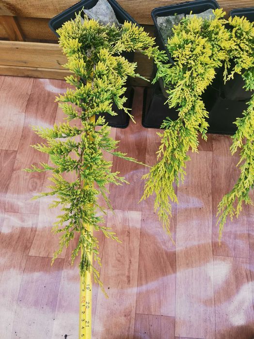 10x Złoty Jałowiec Płożący Golden Carpet 4 letni