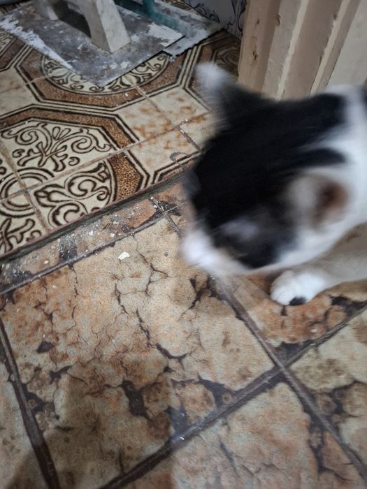 Gata para dar muito mesquinha  esperta