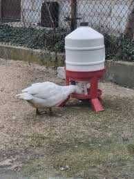 Automatyczne poidło dla drobiu - 30 litrów na nóżkach