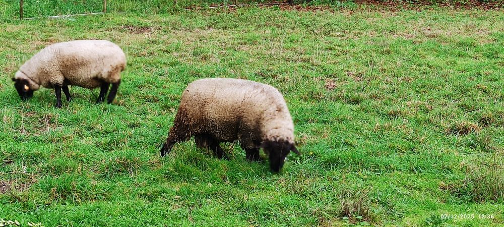 Casal ovelhas suffolk