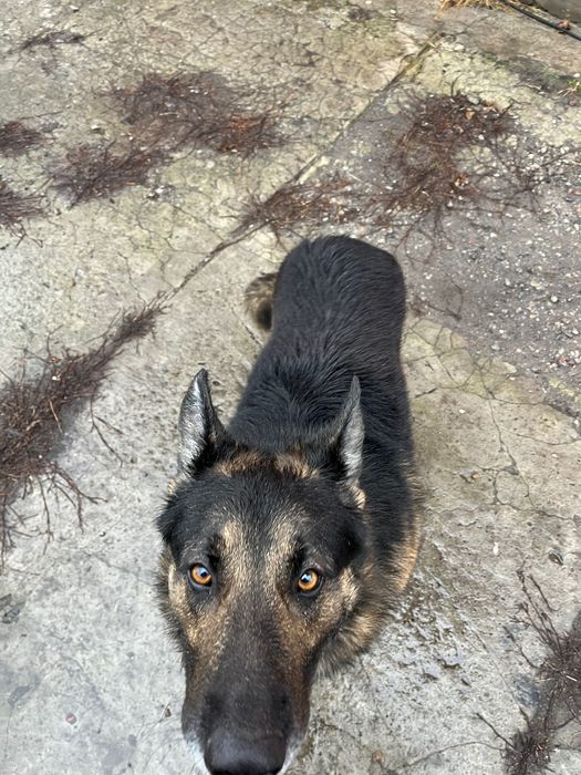 Вʼязка, німецька вівчарка Кобель