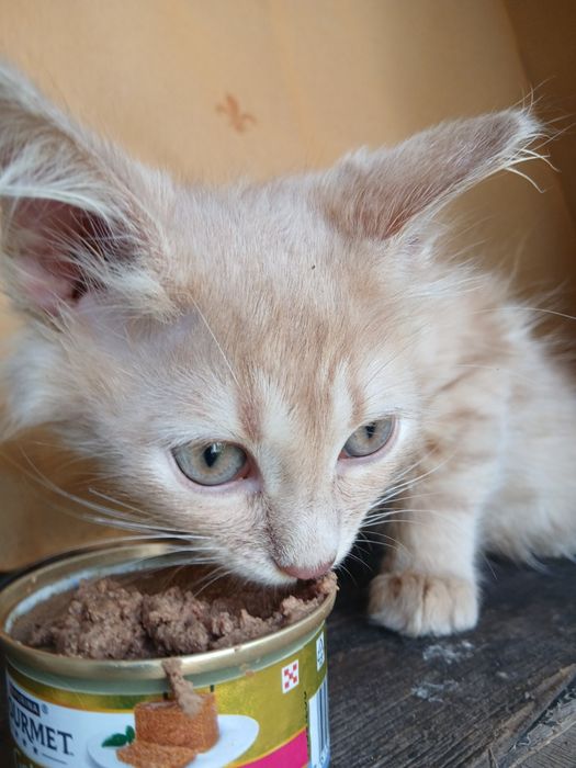 Котенок в хорошие руки!