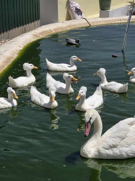 Patos de pompom jovens