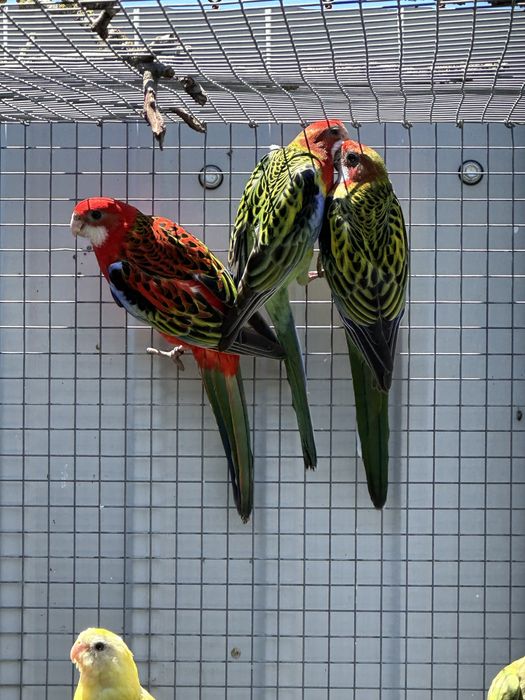 Varias Aves 2026