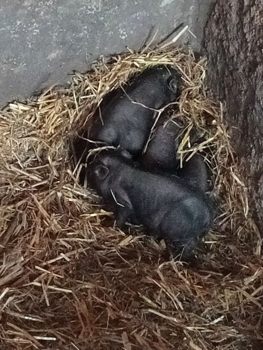 Vietnamita mini ping