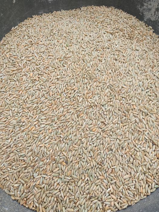 Żyto ozime zbiór 2025