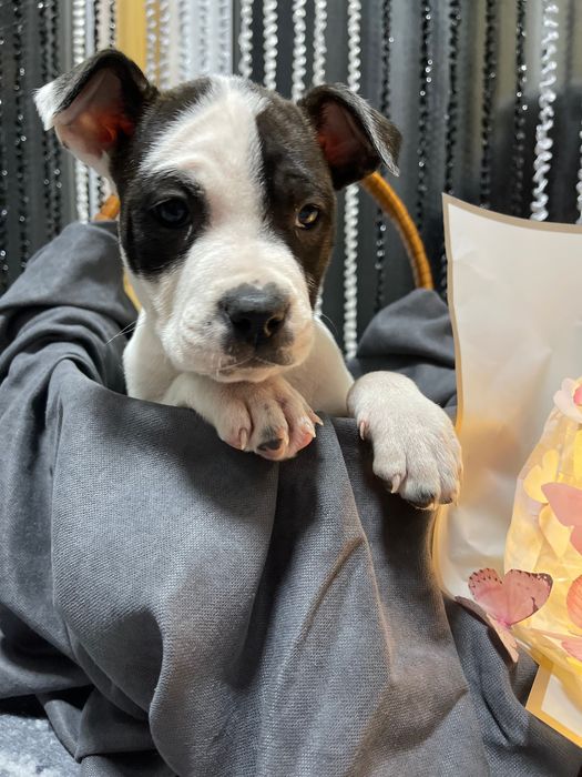 Американський стаффордширський терєр (амстафф)