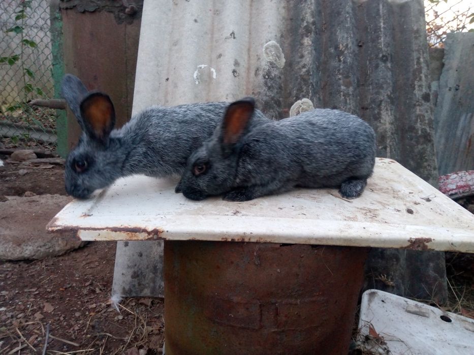 Продам кролі ,кролики