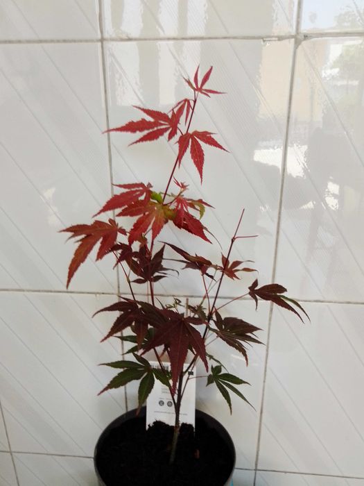 vendo planta acer palmatum