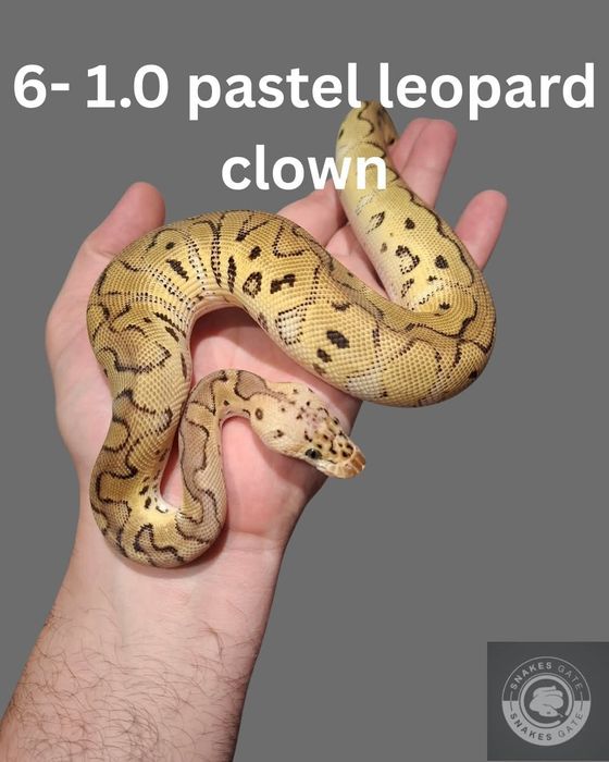 Wąż Pastel Leopard Clown Samczyk