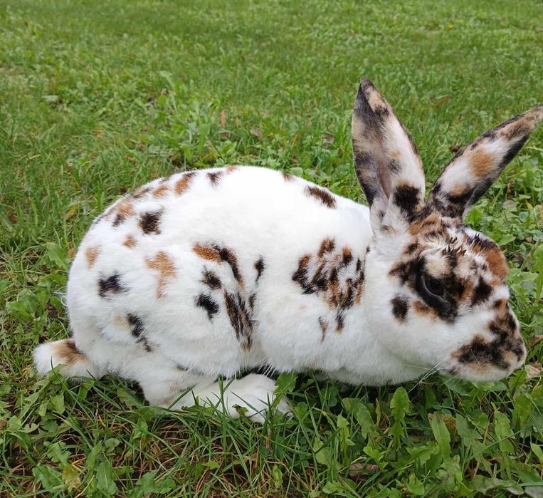 Króliki, rex trójbarwny