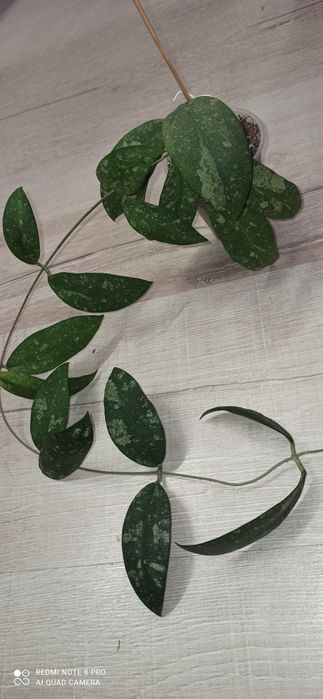 Хойя hoya polypus